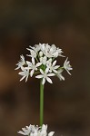 Wild onion