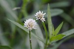 Alligator weed