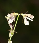 White moneywort