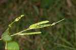 White moneywort