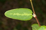 White moneywort