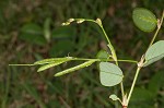 White moneywort