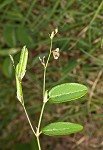 White moneywort