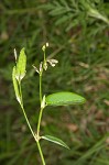 White moneywort