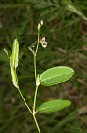 White moneywort