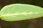 White moneywort