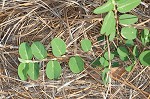 White moneywort