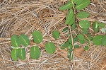 White moneywort