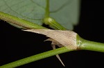 White moneywort