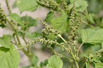 Slender amaranth