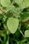 Slender amaranth