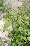 Slender amaranth