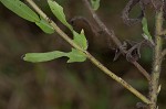 Lanceleaf ragweed