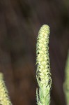 Lanceleaf ragweed