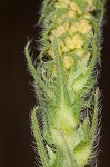 Lanceleaf ragweed