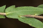 Lanceleaf ragweed