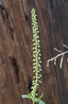 Giant ragweed