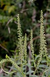 Giant ragweed