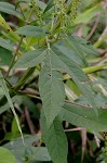 Giant ragweed