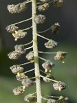 Giant ragweed