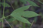 Giant ragweed