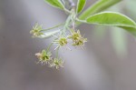 Serviceberry