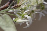 Serviceberry