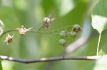 Serviceberry