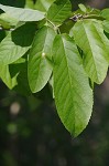 Serviceberry