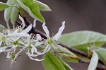 Serviceberry