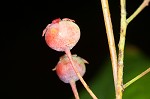 Serviceberry