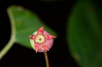 Serviceberry