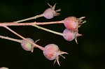 Serviceberry