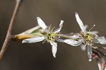 Serviceberry