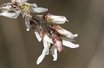 Serviceberry