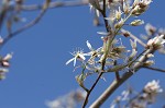 Serviceberry