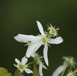 Serviceberry