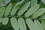 False indigo