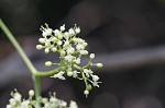 Heartleaf peppervine