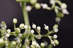 Heartleaf peppervine