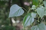 Heartleaf peppervine