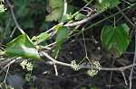 Heartleaf peppervine