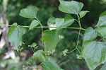 Heartleaf peppervine