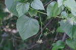 Heartleaf peppervine