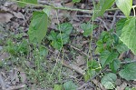 Heartleaf peppervine