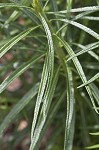 Fringed bluestar