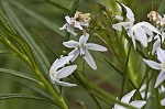 Fringed bluestar