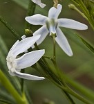 Fringed bluestar