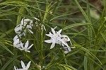 Fringed bluestar