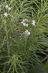 Fringed bluestar